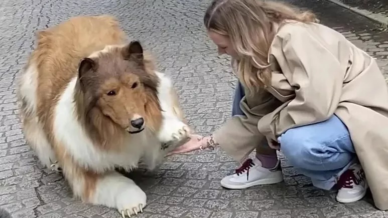 【视频】男子扮牧羊犬 公园求偶吓到真狗